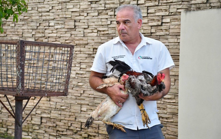 La Municipalidad participó del rescate de más de 200 gallos usados en riñas clandestinas